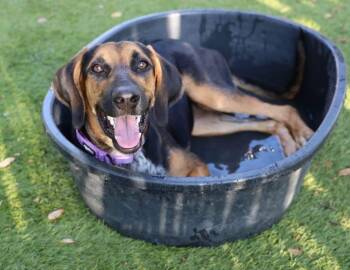 Lu Lu -  Hound Dog for Adoption in Southlake, Texas - Lu Lu | PetCurious