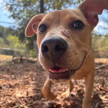 Dolly -  Pit Bull Terrier Dog for Adoption in Birmingham, Alabama - Dolly | PetCurious