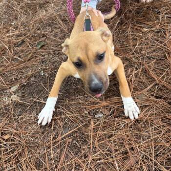 Mixed Breed Dogs Available for Adoption in Columbus, Georgia - 05/11/2026-Stray-TalbottonRoad | PetCurious