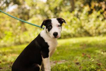 Rescue Labrador Retriever and Mixed Breed Dogs for Adoption in Gradyville, Kentucky - Sparkle | PetCurious