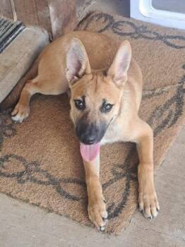 Milo (PUPPY) -  German Shepherd Dog Dog for Adoption in Greeneville, Tennessee - Milo (PUPPY) | PetCurious