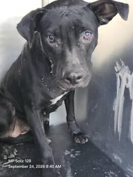 DALLAS -  Labrador Retriever Dog for Adoption in San Antonio, Texas - DALLAS | PetCurious