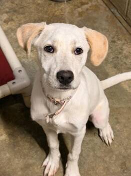 Susie Q -  Labrador Retriever Dog for Adoption in Lake City, Arkansas - Susie Q | PetCurious