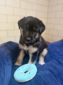 Dash (Dark Blue) -  German Shepherd Dog Dog for Adoption in Manhattan Beach, California - Dash (Dark Blue) | PetCurious