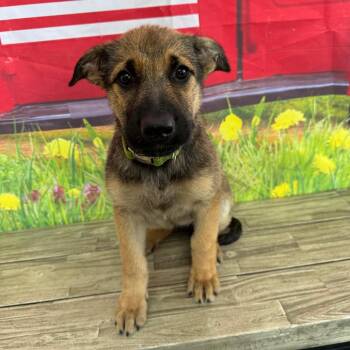 Jamie -  Shepherd and Labrador Retriever Dog for Adoption in Normal, Illinois - Jamie | PetCurious