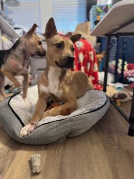 Rescue Carolina Dog and Terrier Dogs for Adoption in Willingboro, New Jersey - Gracie | PetCurious