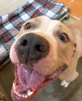 Pit Bull Terrier Dogs Available for Adoption in Sioux City, Iowa - Oasis | PetCurious