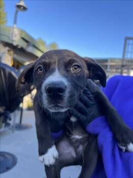 Rescue Pit Bull Terrier Dogs for Adoption in Woodland, California - *TURKEY | PetCurious