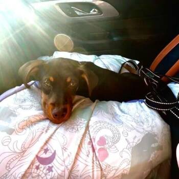 Terrier and Beagle Dogs Available for Adoption - Jenny From The Block | PetCurious