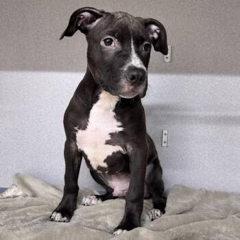 Quincy -  American Bully Dog for Adoption in Waterloo, Iowa - Quincy | PetCurious