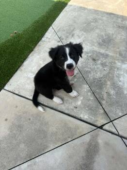 Missy -  Border Collie Dog for Adoption in Wando, South Carolina - Missy | PetCurious