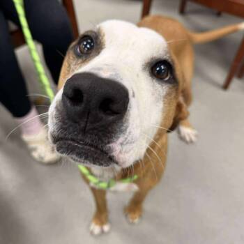 Rescue Mixed Breed and Hound Dogs for Adoption in Martinsville, Virginia - Cinnamon | PetCurious