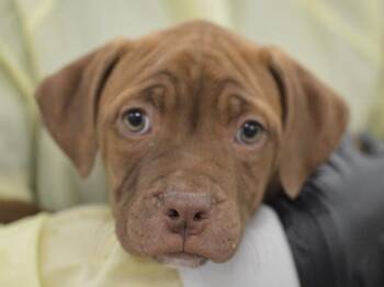 Mor -  Pit Bull Terrier Dog for Adoption in Portland, Oregon - Mor | PetCurious