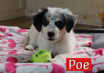 Australian Shepherd Dogs Available for Adoption in Southlake, Texas - Poe | PetCurious