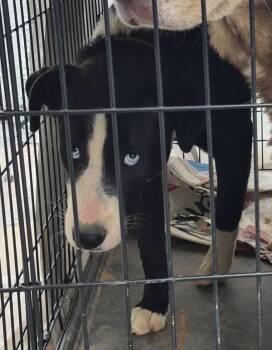 Pit Bull Terrier Dogs Available for Adoption in Lawrenceville, Georgia - Pen 154c | PetCurious