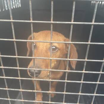 Vienna -  Dachshund Dog for Adoption in Lake Jackson, Texas - Vienna | PetCurious