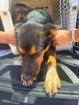 A378779 -  German Shepherd Dog and Australian Cattle Dog Blue Heeler Dog for Adoption in Stockton, California - A378779 | PetCurious