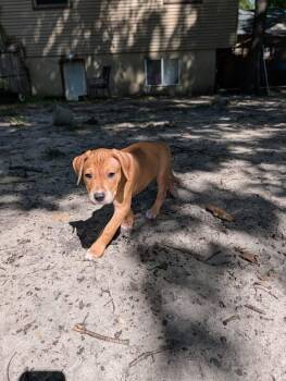 Gomez -  Terrier Dog for Adoption in Berlin, New Jersey - Gomez | PetCurious