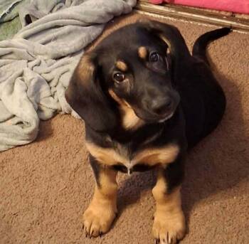 Basset Hound Dogs Available for Adoption - Addy | PetCurious