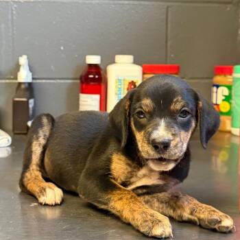 Aldi -  Pit Bull Terrier and Mixed Breed Dog for Adoption in Tuscaloosa, Alabama - Aldi | PetCurious