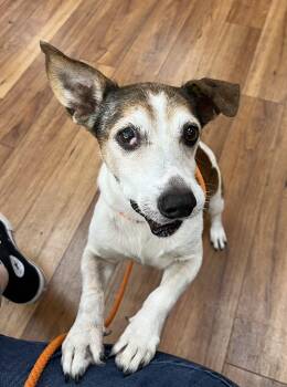 Gene -  Jack Russell Terrier Dog for Adoption in Wekiwa Springs, Florida - Gene | PetCurious