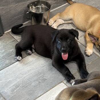 BEAN -  Shepherd Dog for Adoption in West Palm Beach, Florida - BEAN | PetCurious