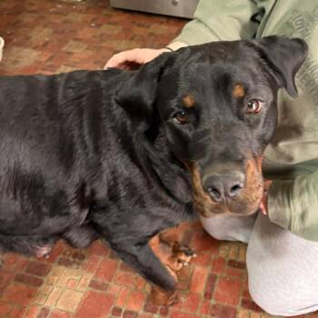 Rottweiler Dogs Available for Adoption - Cardi | PetCurious
