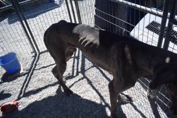 Raymond -  Great Dane and Mixed Breed Dog for Adoption in Pahrump, Nevada - Raymond | PetCurious