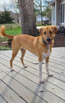 Rescue Great Pyrenees Dogs for Adoption in Westminster, Maryland - Moose | PetCurious