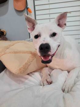 Rescue Boxer and Terrier Dogs for Adoption in Douglasville, Georgia - Noelle | PetCurious