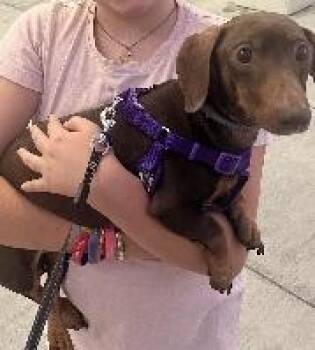 Rescue Dachshund Dogs for Adoption in Georgetown, Kentucky - DEWEY | PetCurious