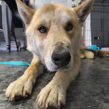German Shepherd Dog and Husky Dogs Available for Adoption in Moses Lake, Washington - Chandler | PetCurious
