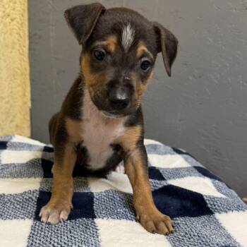 Bella -  Mixed Breed and Black Mouth Cur Dog for Adoption in Palmhurst, Texas - Bella | PetCurious