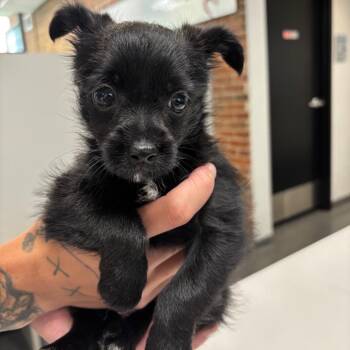 Ava -  Mixed Breed Dog for Adoption in Allentown, Pennsylvania - Ava | PetCurious