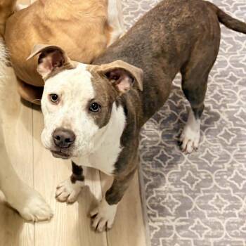 Pit Bull Terrier Dogs Available for Adoption - Birdie | PetCurious