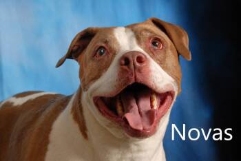 Novas -  Pit Bull Terrier Dog for Adoption in Mount Vernon, Ohio - Novas | PetCurious