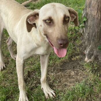 Rescue Labrador Retriever Dogs for Adoption in Bastrop, Texas - Dance Party 25-04-109 | PetCurious