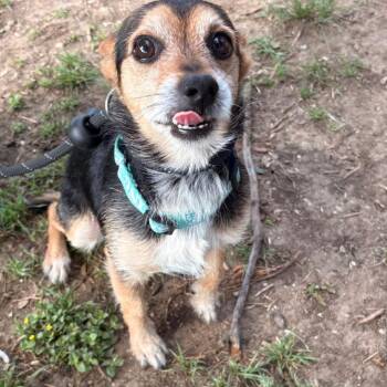 Chihuahua Dogs Available for Adoption in Tacoma, Washington - Bennie | PetCurious