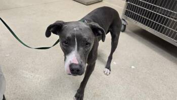 Rescue Pit Bull Terrier Dogs for Adoption in Riverside, California - JOSIE | PetCurious