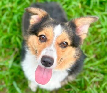 Rescue Corgi and Australian Shepherd Dogs for Adoption in Judsonia, Arkansas - Louis Alton Reginald The 3rd (Louie) | PetCurious
