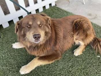 Australian Shepherd Dogs Available for Adoption - CARMELLO | PetCurious