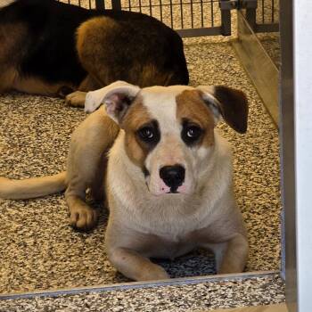 Terrier and Mixed Breed Dogs Available for Adoption in Madisonville, Tennessee - Randall | PetCurious
