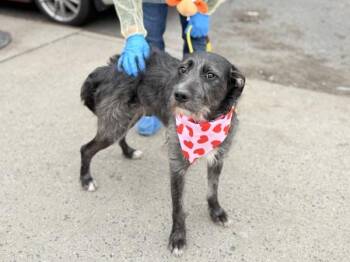 Puppy -  Mixed Breed Dog for Adoption in New York, New York - Puppy | PetCurious