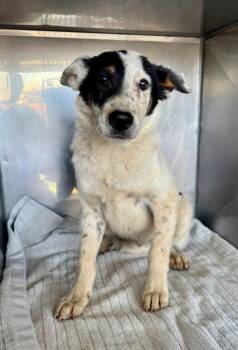 *PUMPKIN -  Border Collie Dog for Adoption in Woodland, California - *PUMPKIN | PetCurious