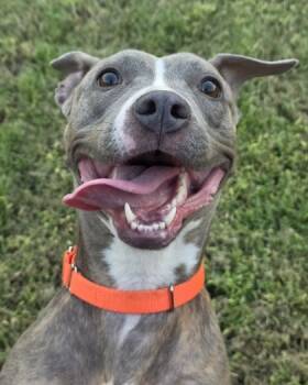 Rescue Pit Bull Terrier and Mixed Breed Dogs for Adoption in Fort Worth, Texas - Maple | PetCurious