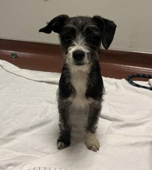 Chihuahua and Yorkshire Terrier Dogs Available for Adoption in Dublin, California - Oreo | PetCurious