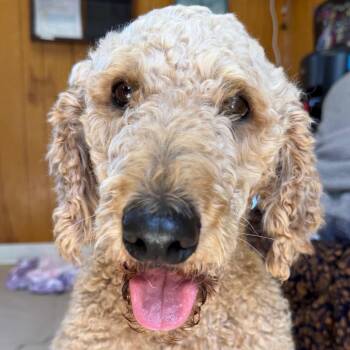 Maya Papaya -  Standard Poodle Dog for Adoption in San Pablo, California - Maya Papaya | PetCurious