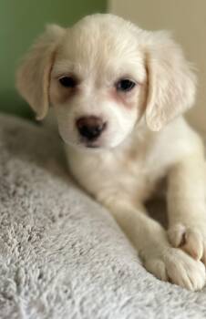 Jack Russell Terrier Dogs Available for Adoption - Nora | PetCurious