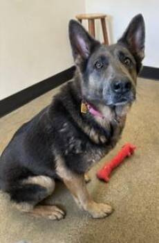 Ardra -  German Shepherd Dog Dog Available for Adoption in Cleveland, Ohio - Ardra | PetCurious