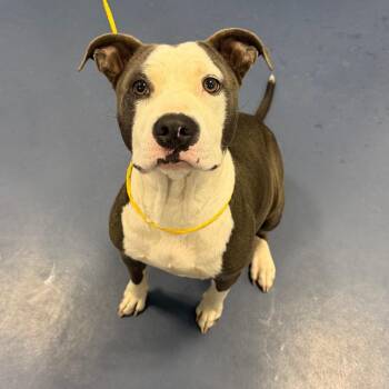 HEART -  Pit Bull Terrier Dog for Adoption in Greensboro, North Carolina - HEART | PetCurious